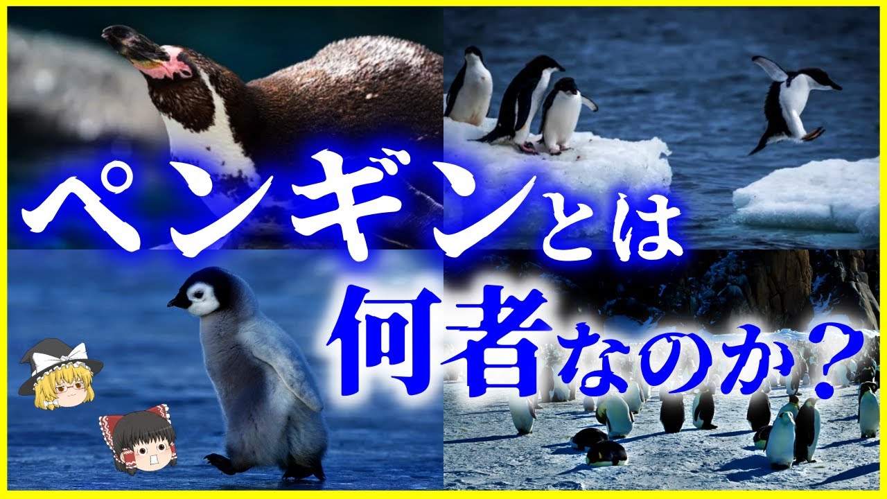 【ゆっくり解説】鳴き声の3つの意味とは？「ペンギン」とは何者なのか？を解説/面白い繁殖と子育て、代表的な種類まで