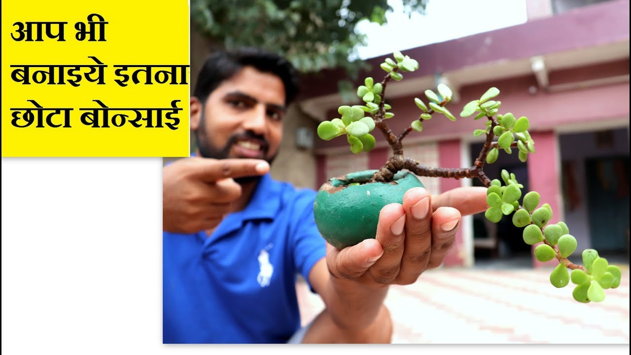 Working on Jade Mame Bonsai Tree /Jade Plant se Chote Bonsai Banaye /Mammal Bonsai