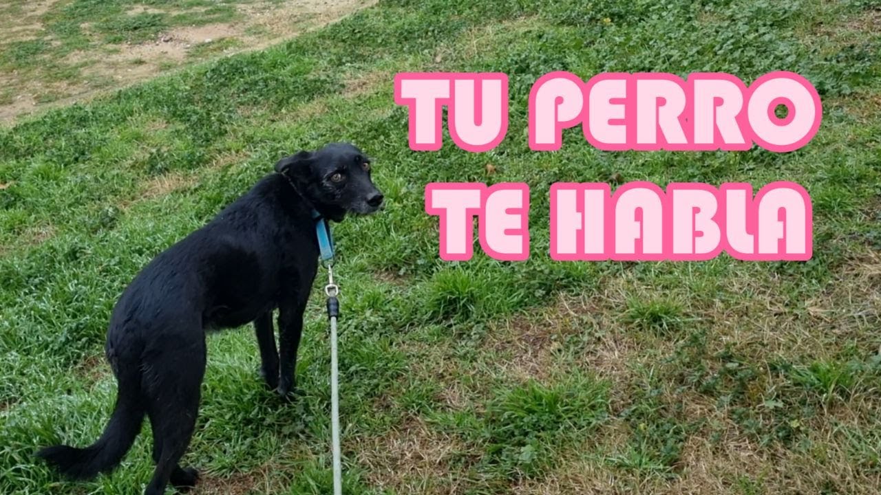 Así me hablan mis perras