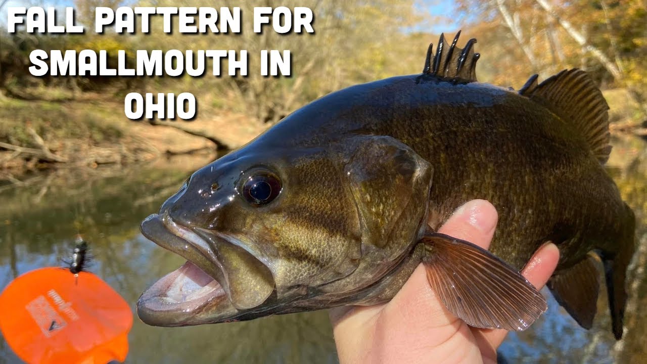 One presentation you MUST HAVE chasing Smallmouth Bass in the Fall (Tips and Tech)