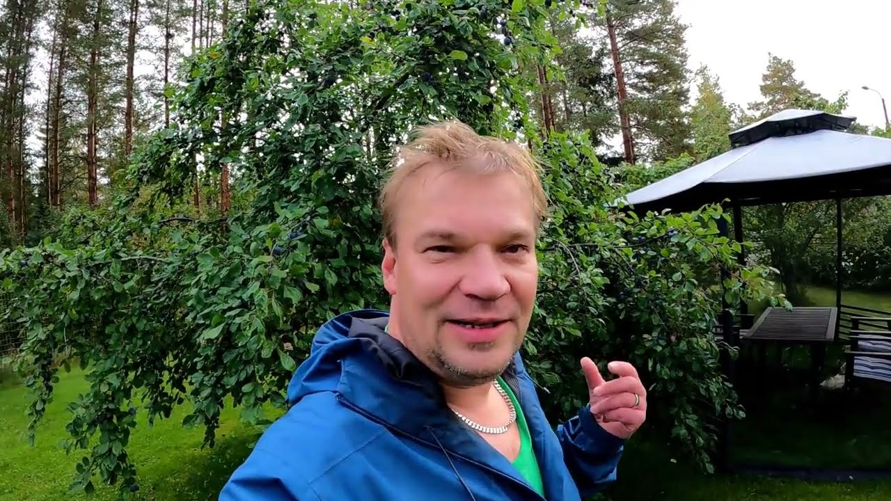 Plommonsaft med Mehumaija