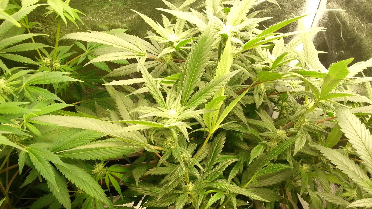 Do z dos - Pheno finder