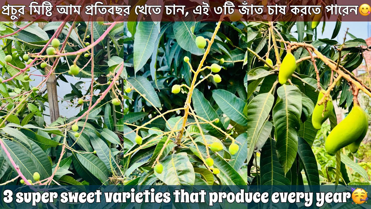 অত্যাধিক মিষ্টি ৩টি পরিক্ষীত জাত যা প্রতি বছর ফলন দেয়😮Mango Men Bangladesh