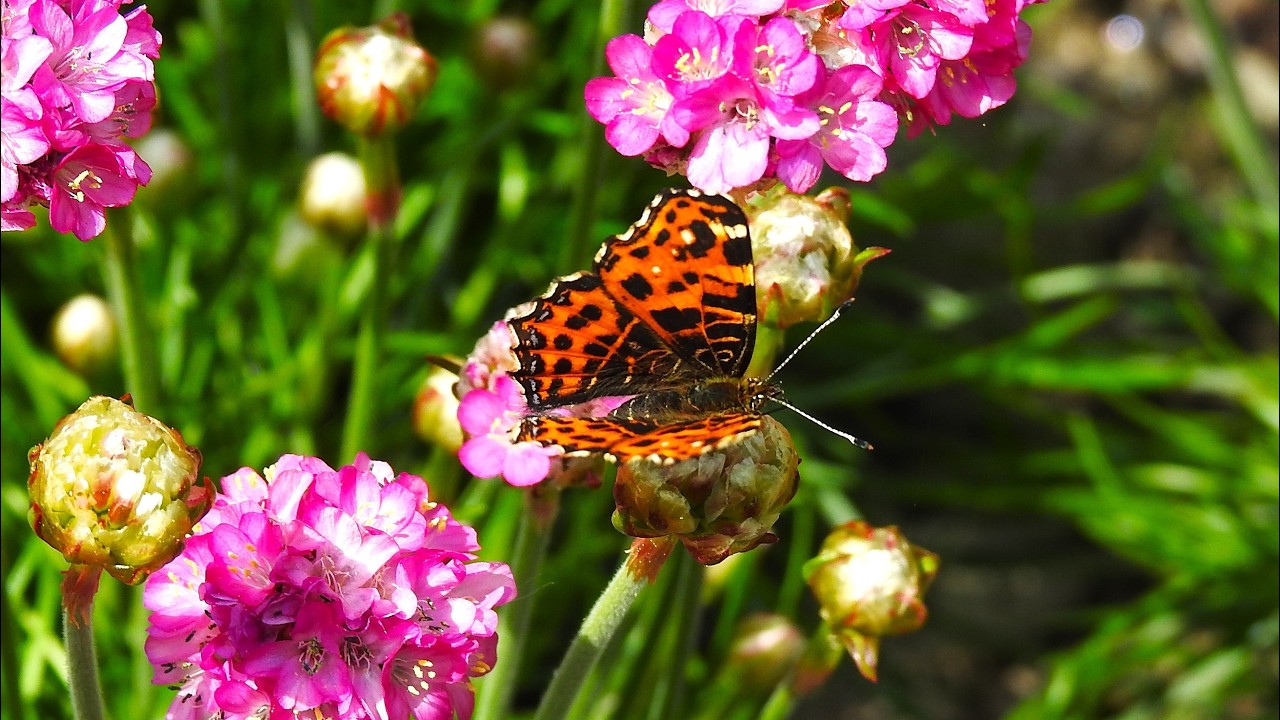 Map butterfly (Araschnia levana)