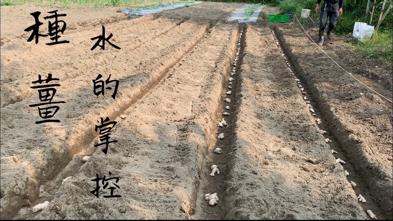 種薑 | 為什麼薑總是種不好？原來水的掌控三大關鍵沒有控管好