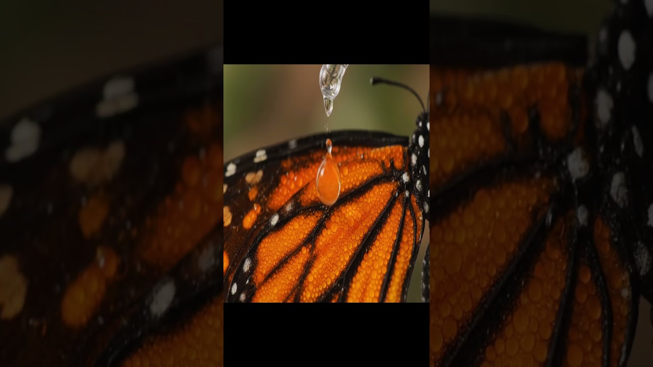 One Perfect Drop on a Glass Monarch | Intense Macro ASMR