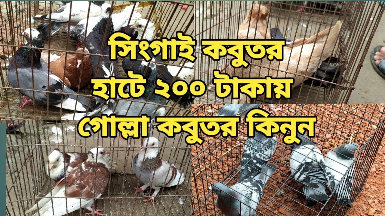 মানিকগঞ্জ  হাট থেকে ২০০ টাকায় গোল্লা কবুতর কিনুন / Manikgonj hat theke 200 takai golla kobutor kinun
