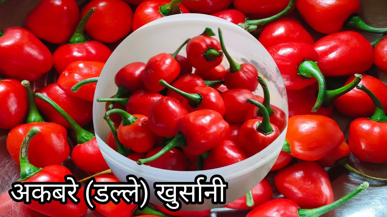 अकबरे खुर्सानीको अचार बनाउने सजिलो तरिका || Akhabare Khurshani Pickle Recipe || Akhabareko Achar