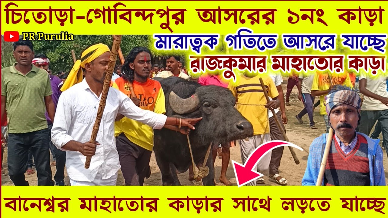 চিতোড়া আসরের ১নং কাড়া দূর্ধর্ষ গতিতে আসরে যাচ্ছে★বানেশ্বর মাহাতোর কাড়ার সাথে টক্কর নিতে যাচ্ছে।