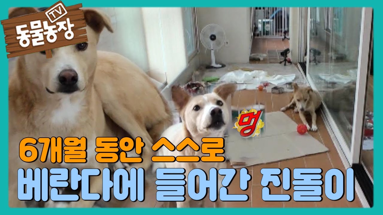 6개월 동안 베란다에서 절대 안 나오는 &lsquo;진돌이&rsquo; I TV동물농장 (Animal Farm) | SBS Story