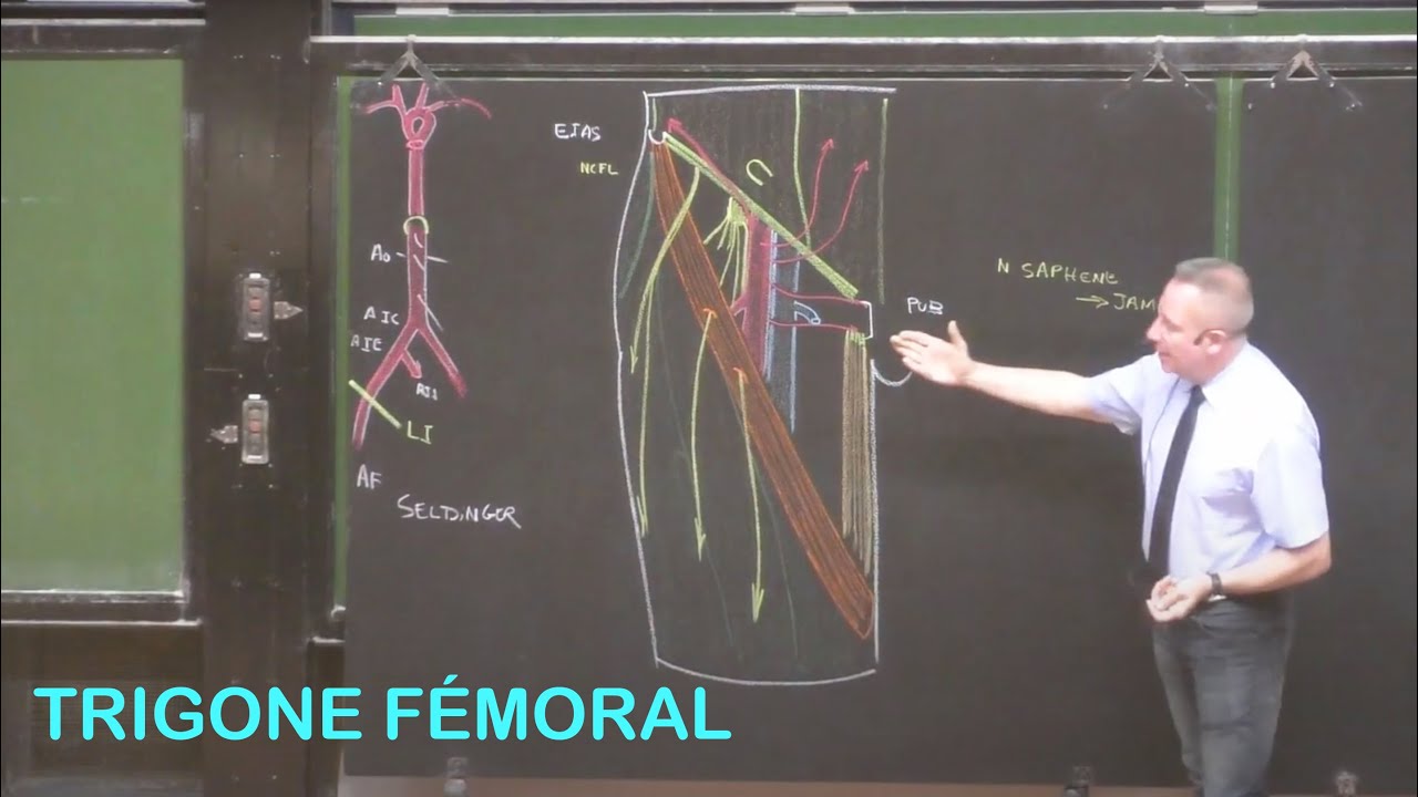 Anatomie du trigone fémoral (Membre inférieur 2)