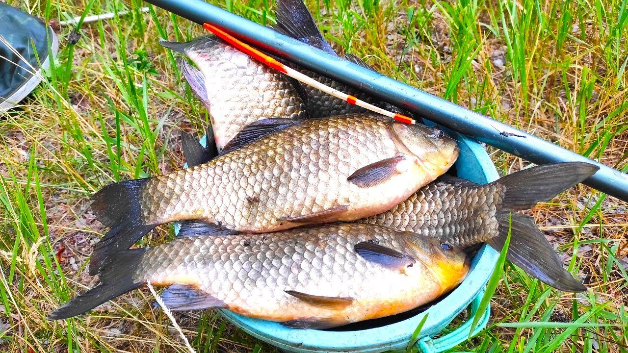 Натаскал ВЕДРО ЗА ЧАС!! КРУПНЫЙ ЖЕЛТЫЙ КАРАСЬ рыбалка на поплавок