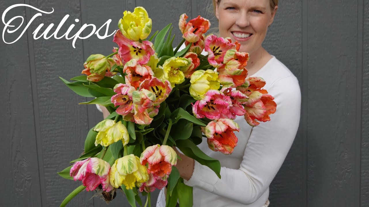 We Sold 3,000 Tulips, Now What?? - Field Tour 🌻