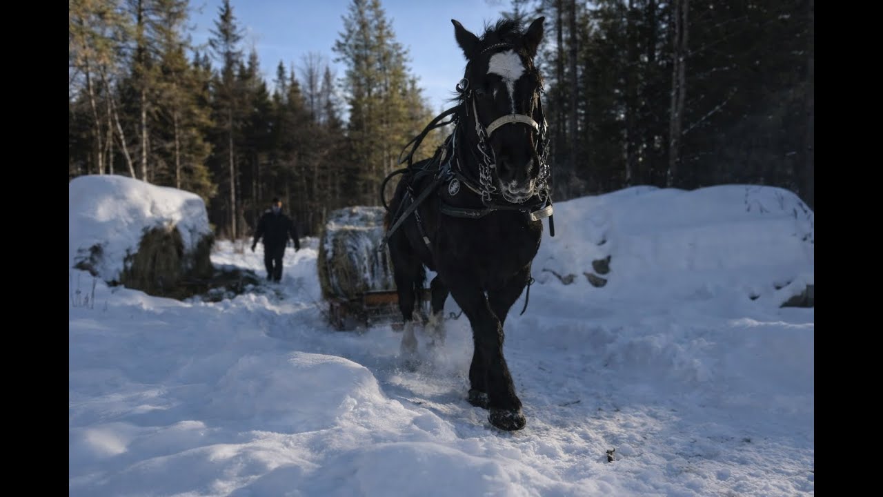 Travailler l’hiver avec un cheval : le bon sens des anciens ( épisode 2)