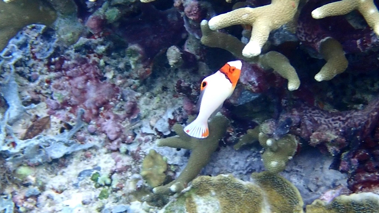 Raja Ampat 2026, snorkeling à Mansuar -côte nord (HD 1080)