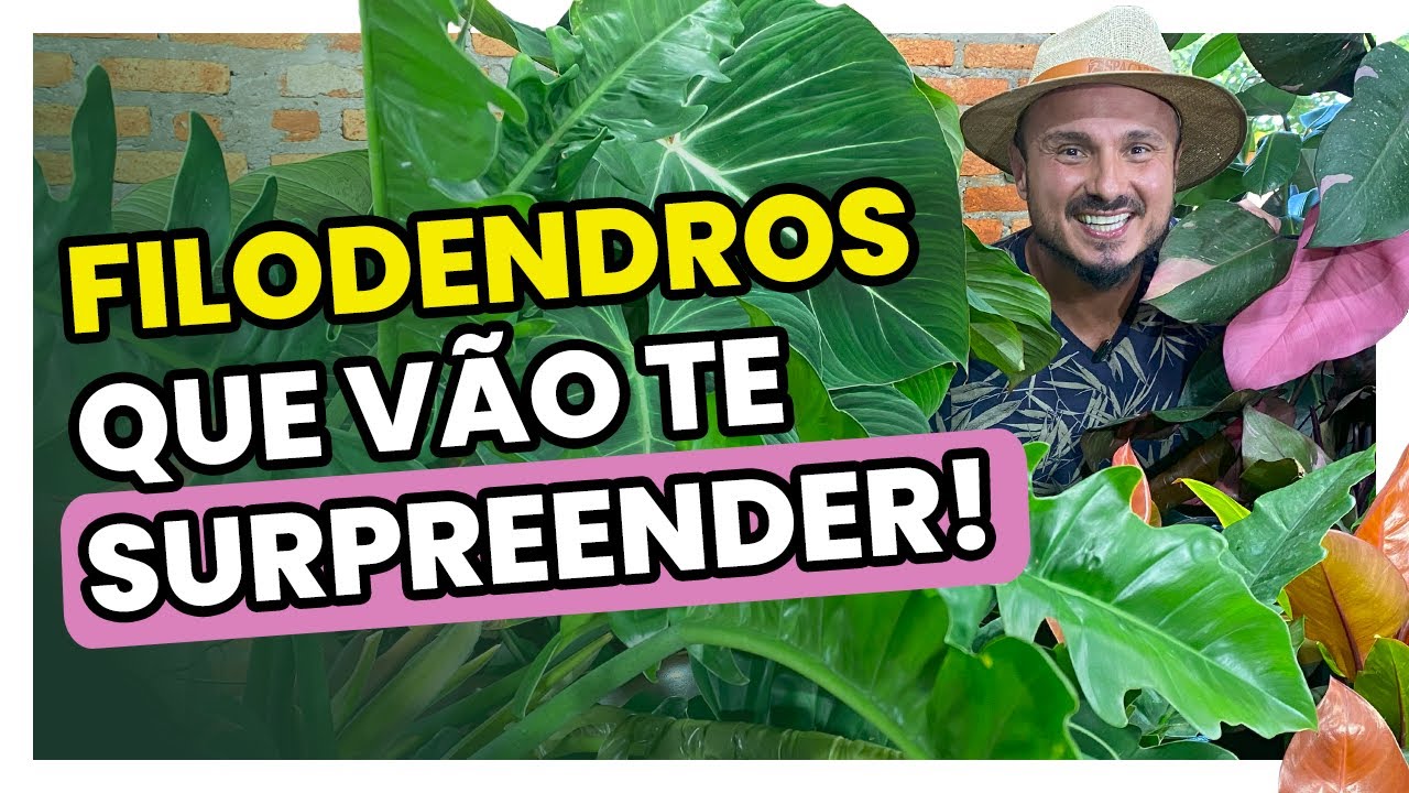 5 Filodendros que são tendência em Urban Jungle | Aprenda como cultivar esta planta