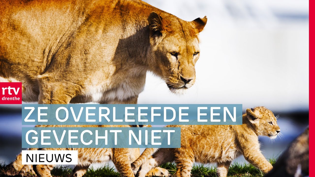Leeuwin overleden in Wildlands & Directe trein naar Duitsland | Drenthe Nu