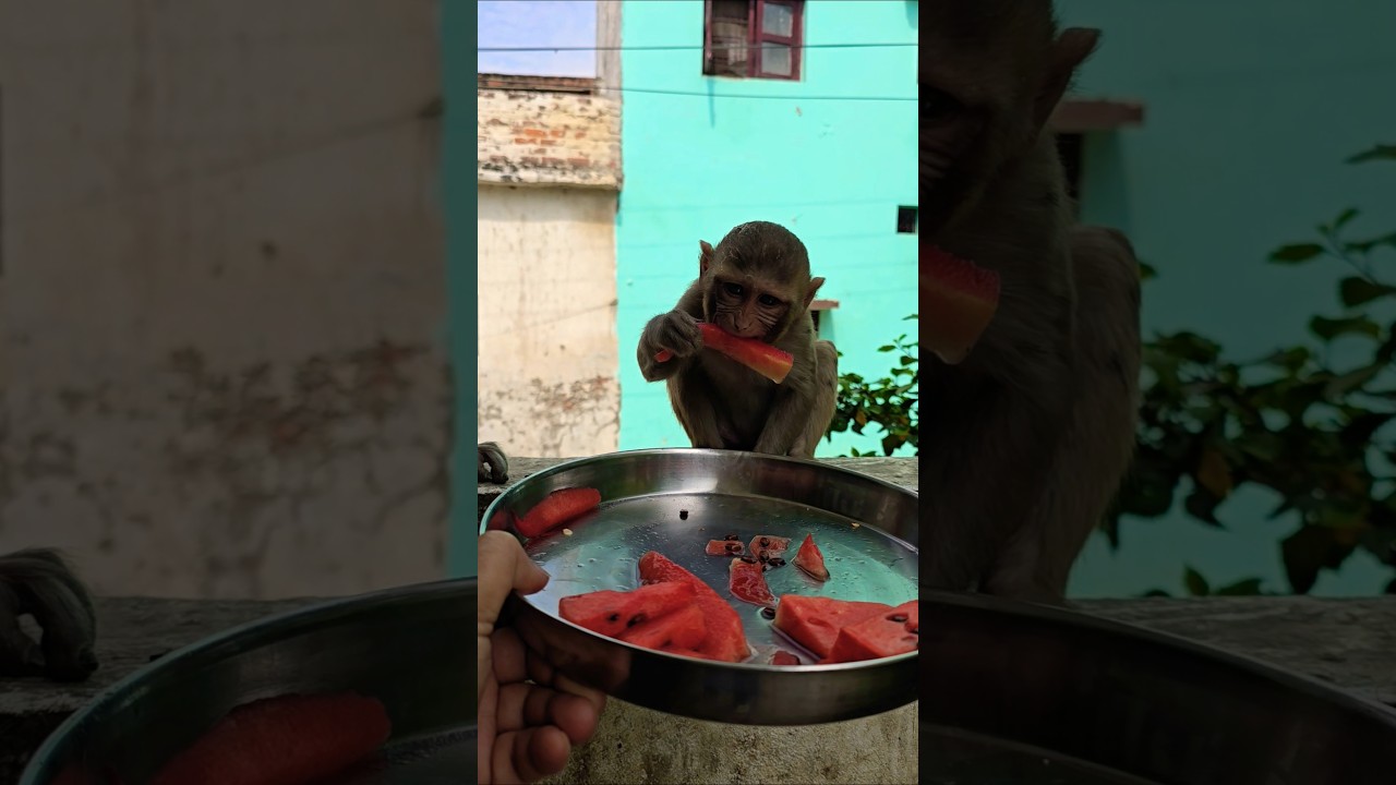 monkey baby eating watermelon #bandar #monkey #monkeyvideos