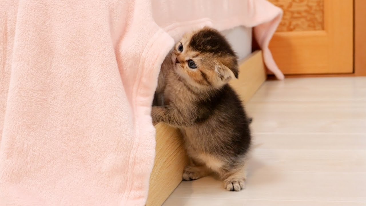 Kitten Lara who imitates her owner and makes a bed is cute.