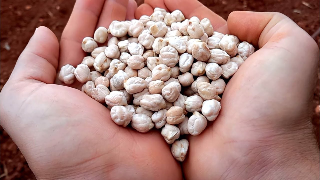 افضل طريقة لزراعة الحمص