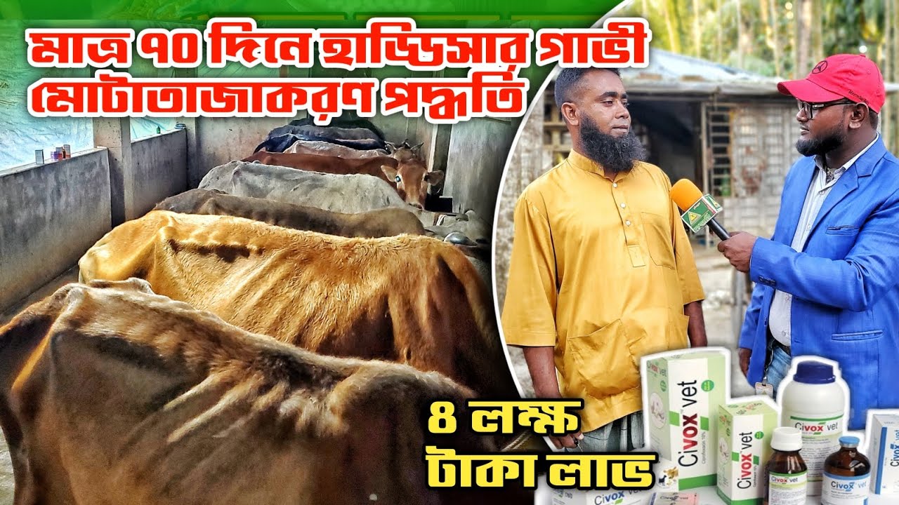 মাত্র ৭০ দিনে হাড্ডিসার গাভী মোটাতাজাকরণ পদ্ধতি || ফখরুল বেপারী, খুলনা || Nagar Bangla TV