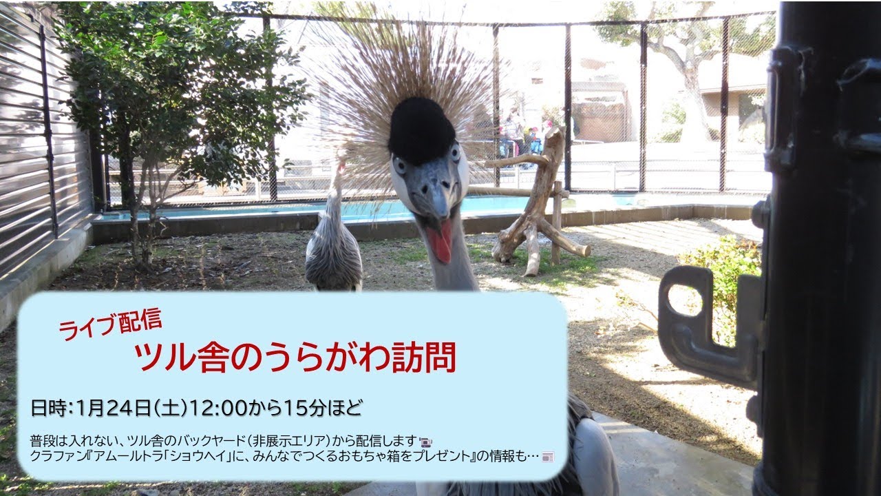 【天王寺動物園】ライブ配信：ツル舎のうらがわ訪問