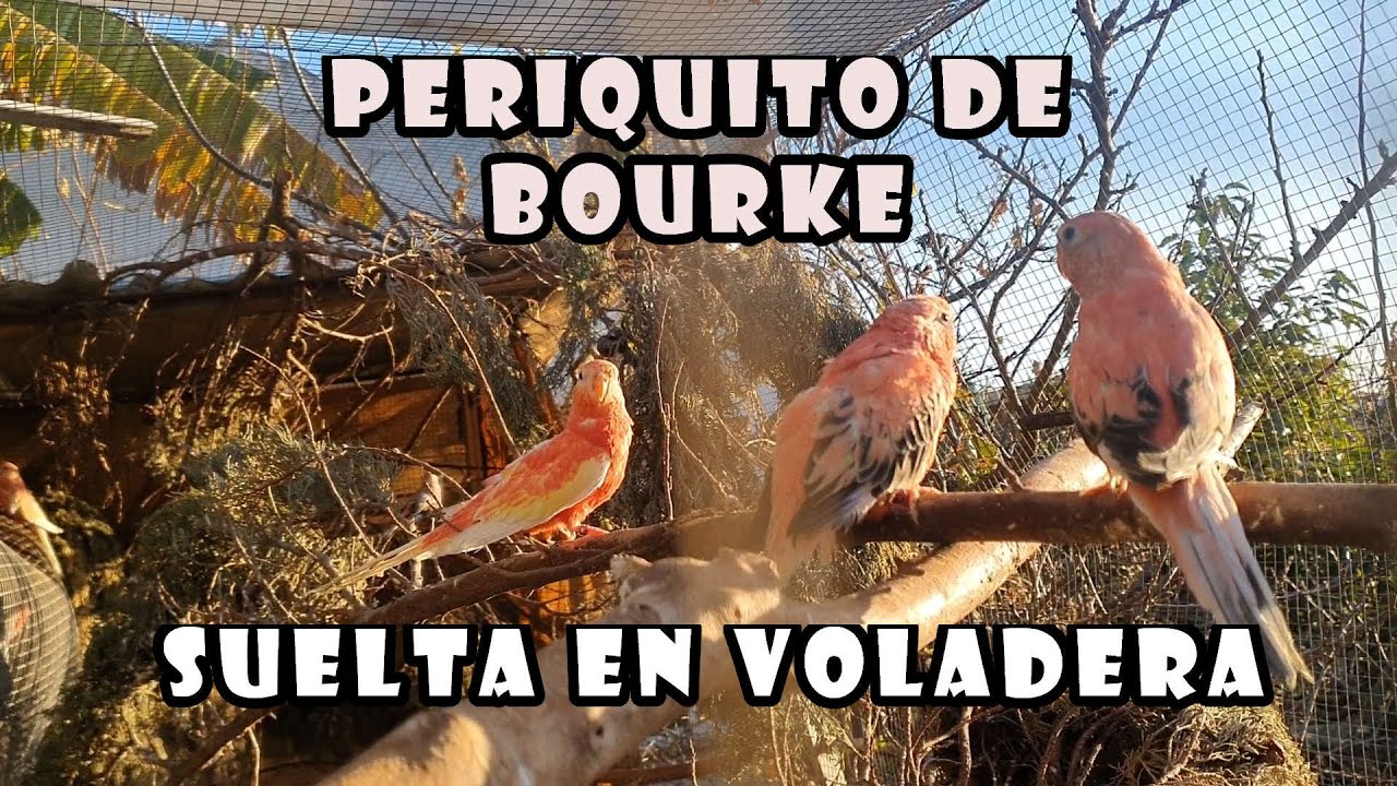 PERIQUITOS de BOURKE.  Suelta en VOLADERA