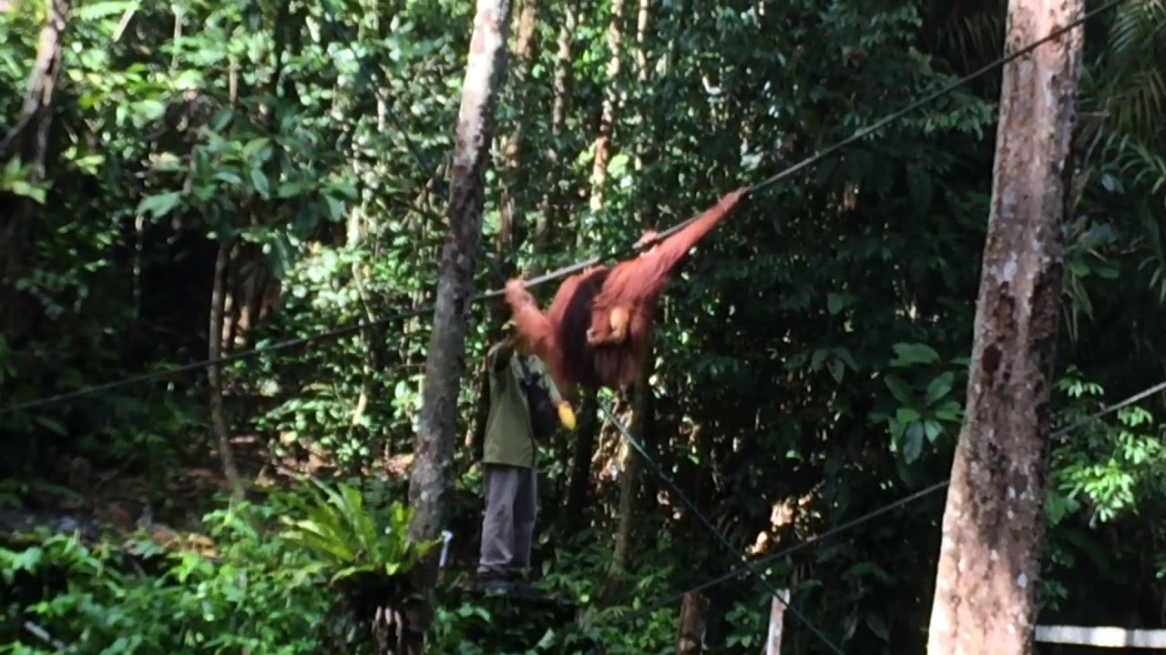 Mum and bub Orang Utan poops and throws away bananas and coconut
