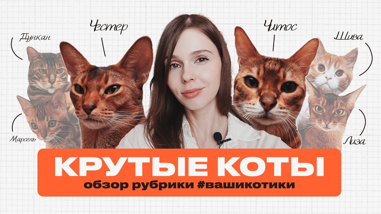 ЧТО ЭТО ЗА КОТЫ ТАКИЕ? | ВАШИ БЕНГАЛЫ, АБИКИ И ДРУГИЕ ПОРОДЫ