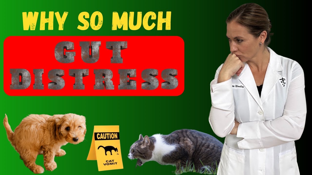 Why Dogs and Cats are More Prone to Gut Issues Today