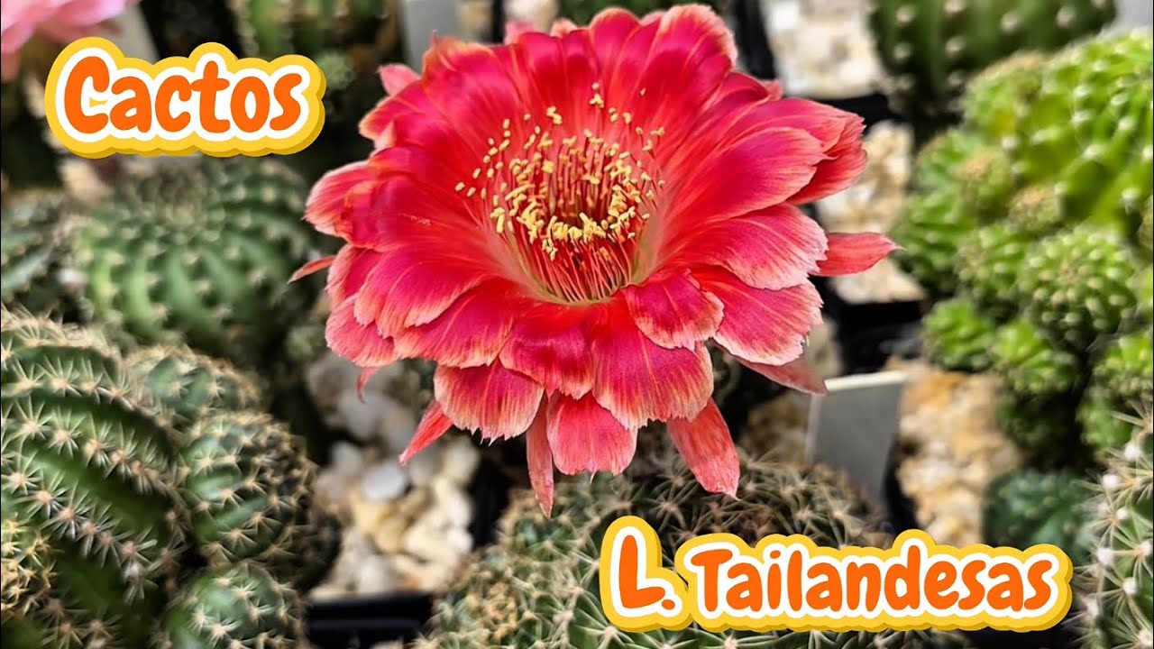 Floração das Lobivias Tailandesas🌵🌸