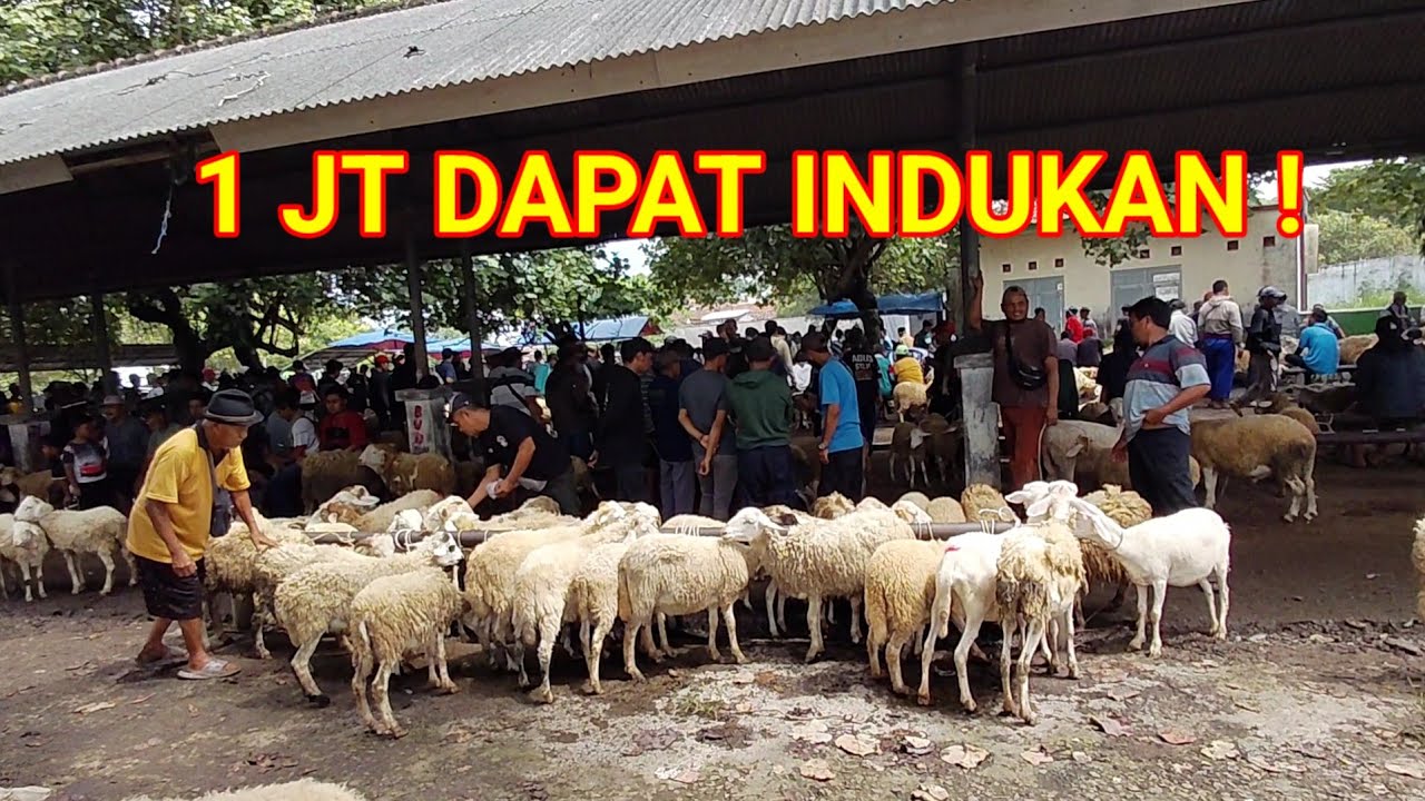 INDUKAN 1 JUTA MASIH NEGO ⁉️