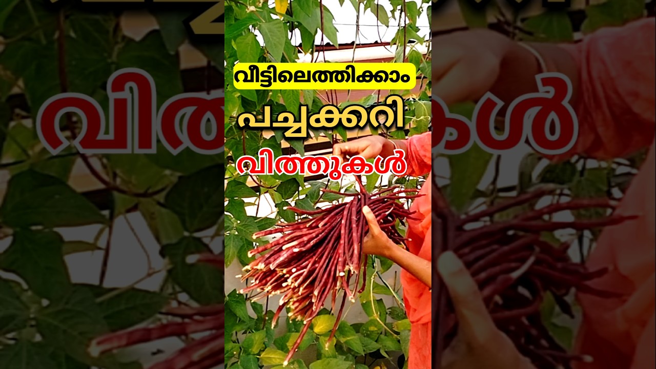 ഒരു രൂപ, 5 രൂപ, 20 രൂപ | Seeds pachacurry krishi #adukkalathottam #vegetable