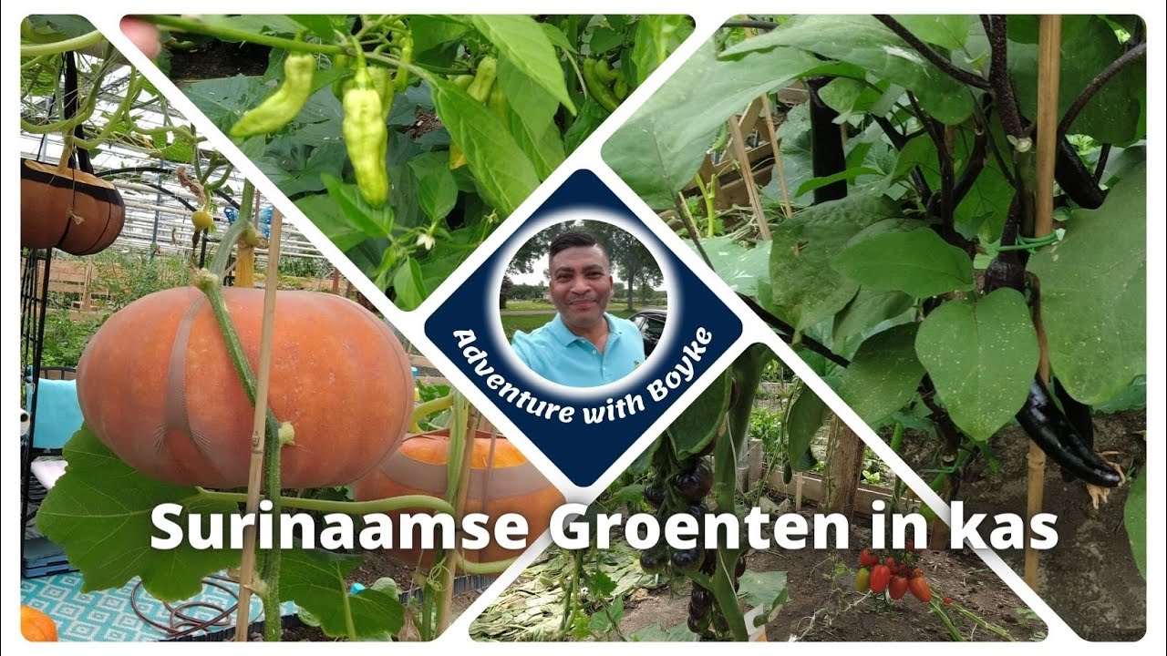 Surinaamse Groenten in Kas | Biologische Surinaamse Groenten
