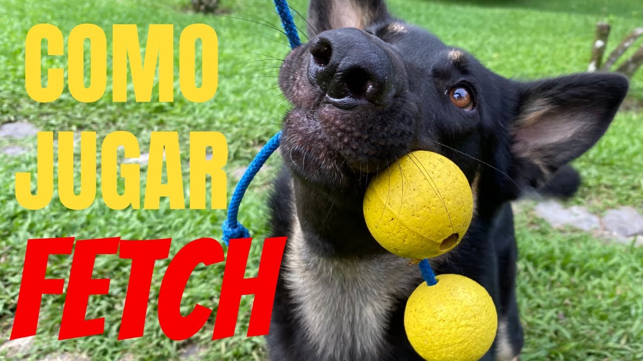 Como Enseñarle a Tu Perro a Traer La Pelota