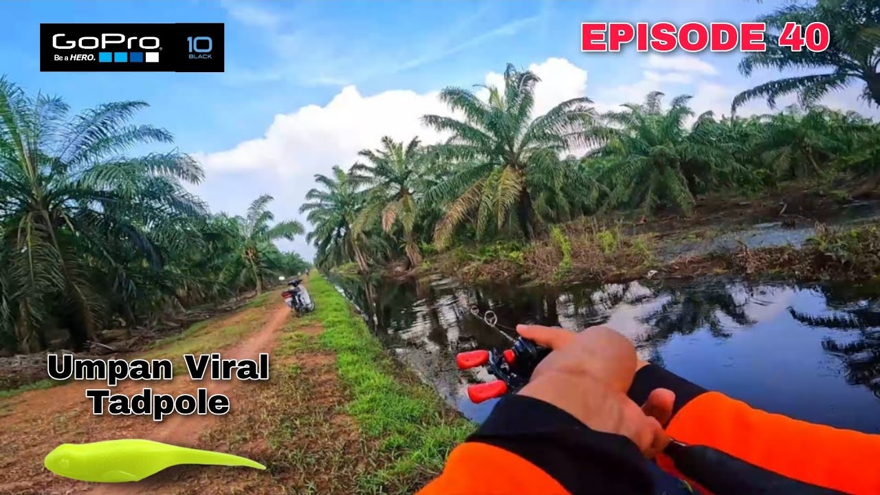 Umpan Viral Tadpole Memujuk Haruan Besar | Gopro Hero 10 | Episode 40