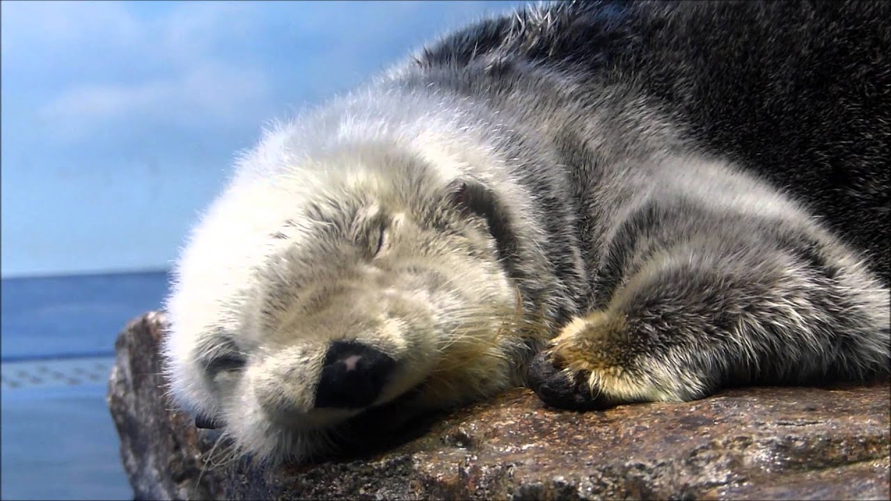 ラッコのミールとロイズ、仲良し寝姿♪（20150805＠サンシャイン水族館）