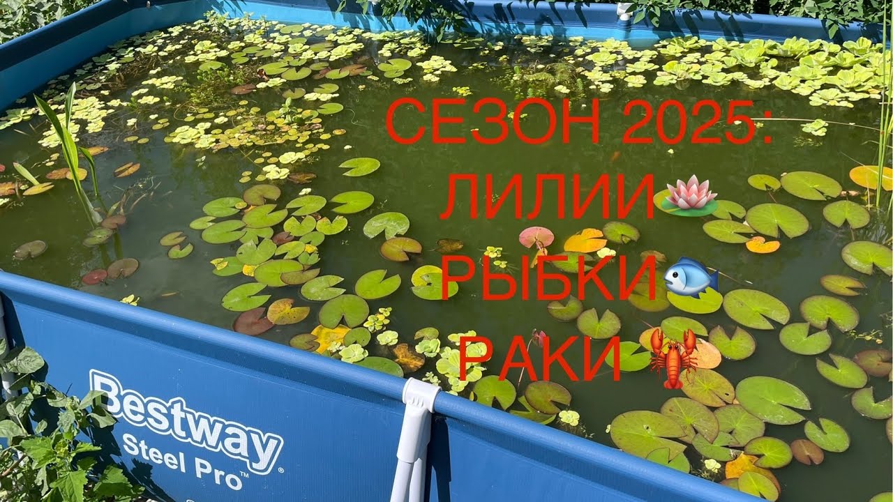 Аквариумные рыбки в уличных бассейнах 2025, часть 2. Раки и отсадники для живородящих рыб