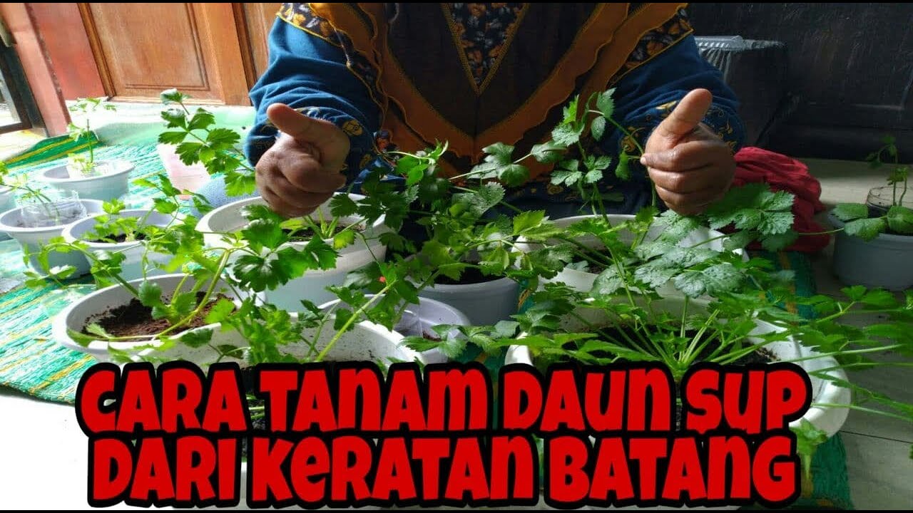 cara tanam daun sup dari keratan batang
