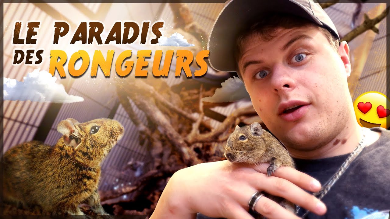 JE FAIS UNE CAGE INCROYABLE POUR MES OCTODONS !
