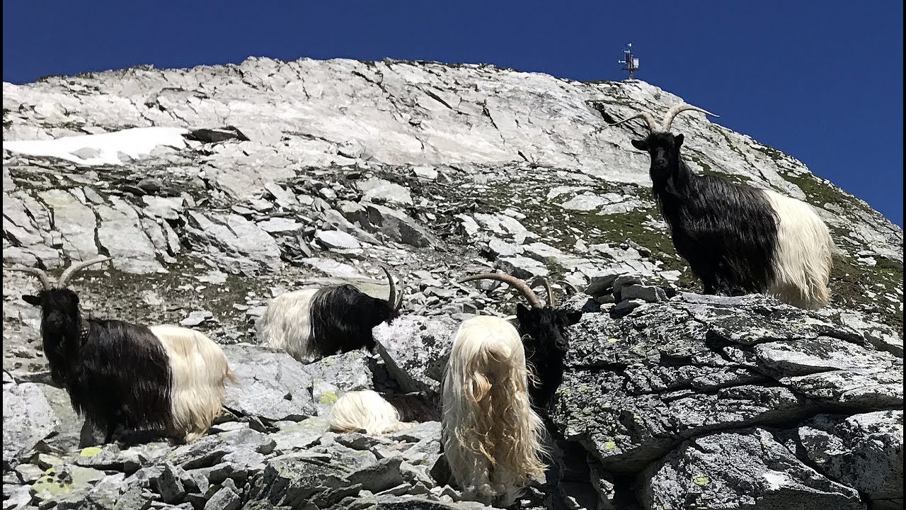 Solo Hiking In Th Alps 27 - Gärsthorn