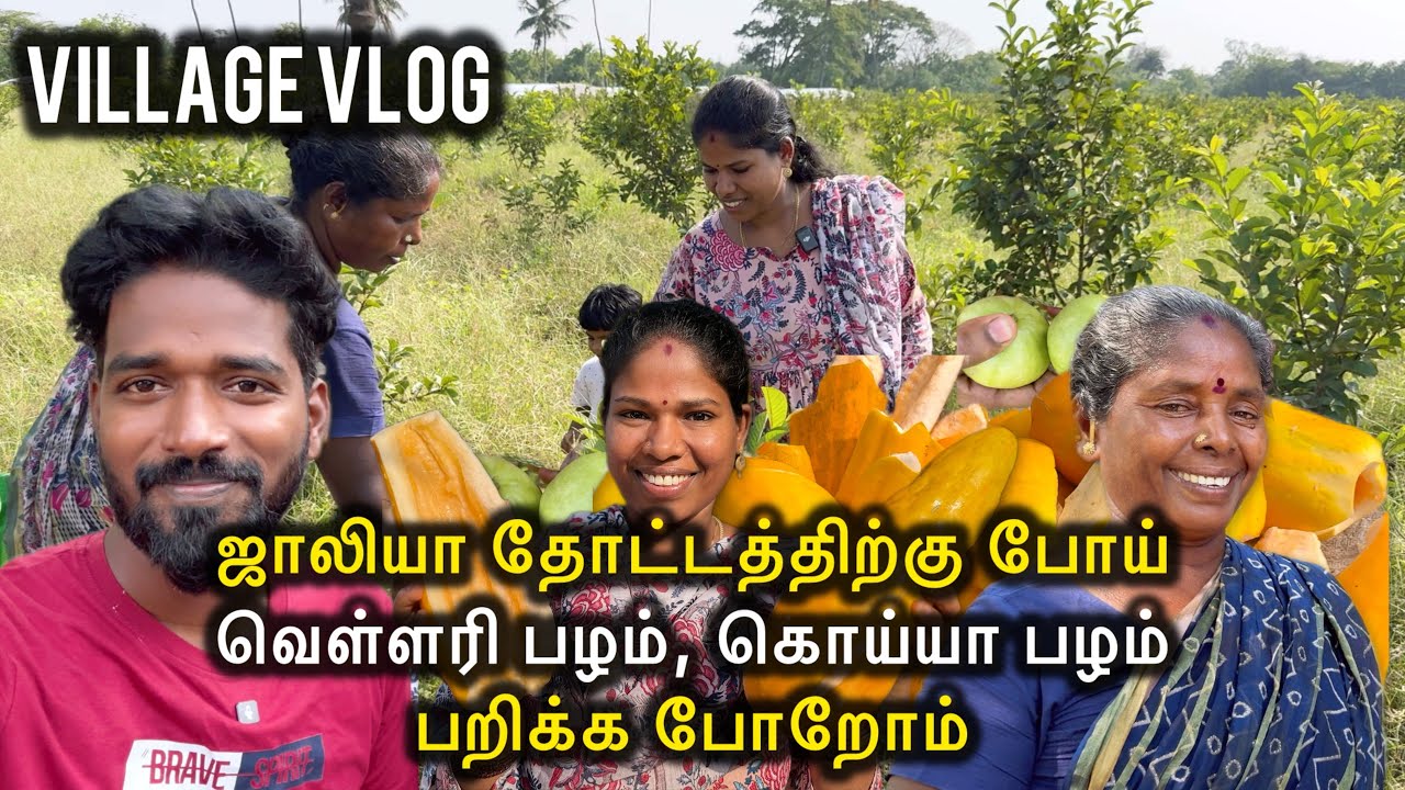 கிராமத்துல ஜாலியா வெள்ளரி தோட்டத்தில் வெள்ளரி பழம் வாங்க போறோம் | Sangeetha Vinoth | #tamilvlog