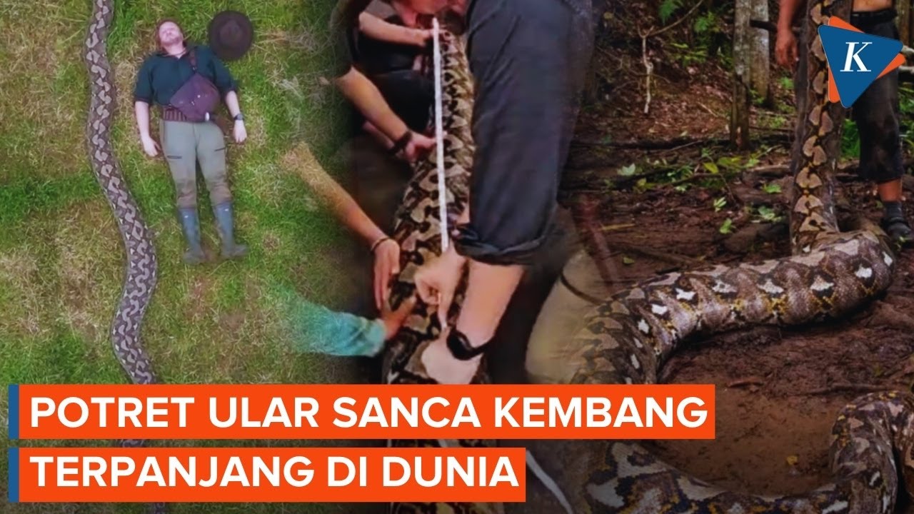 Pecah Rekor! Temuan Ular Sanca Kembang Terpanjang di Dunia Ada di Maros, Sulawesi Selatan