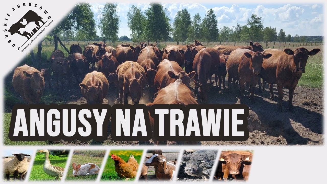 Lubuskie Angusowo - S3 E20 - Angusy na trawie