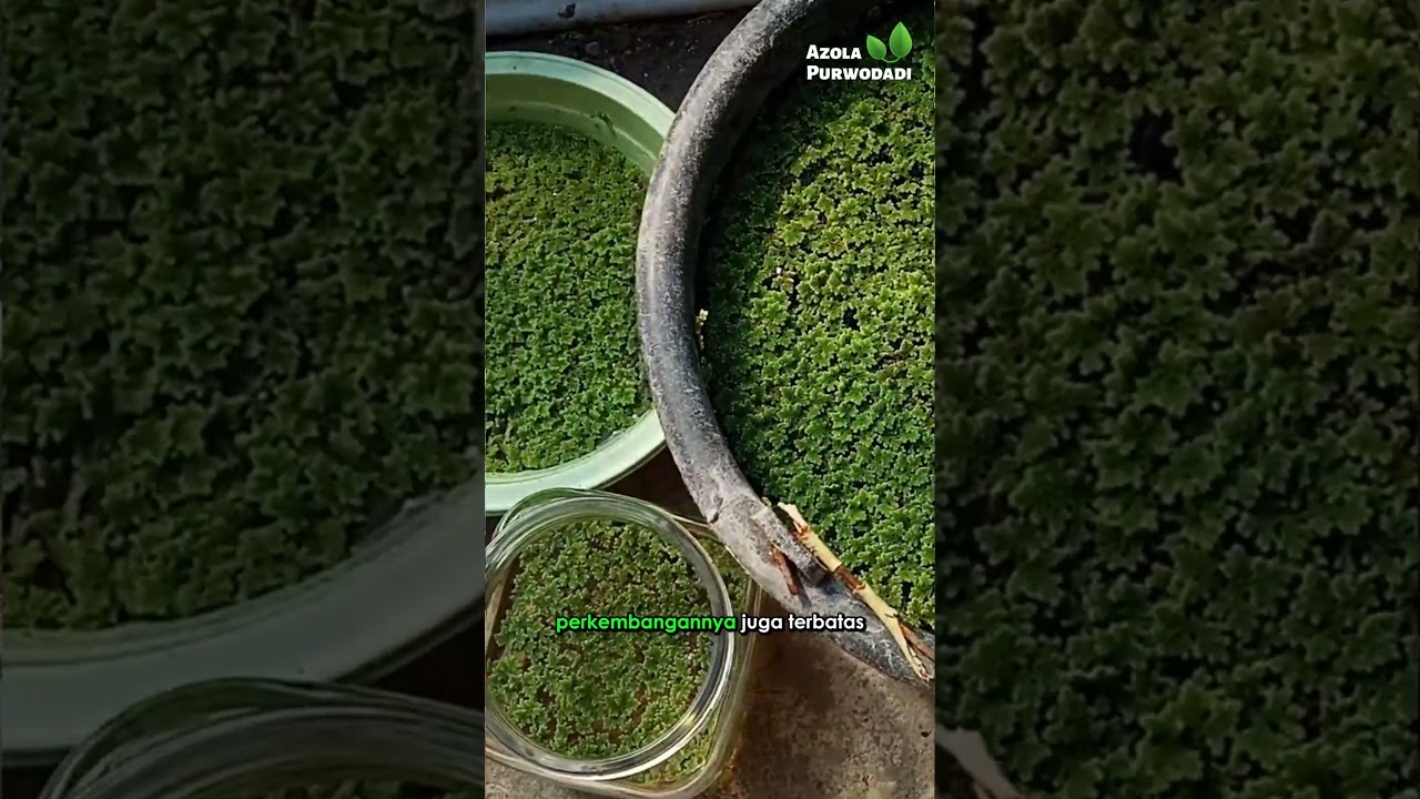 Azolla di Ember Hijau Tapi Tidak Berkembang, Kenapa? 