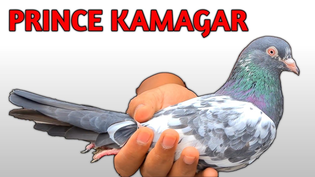 Beautiful Prince Kamagar Pigeons