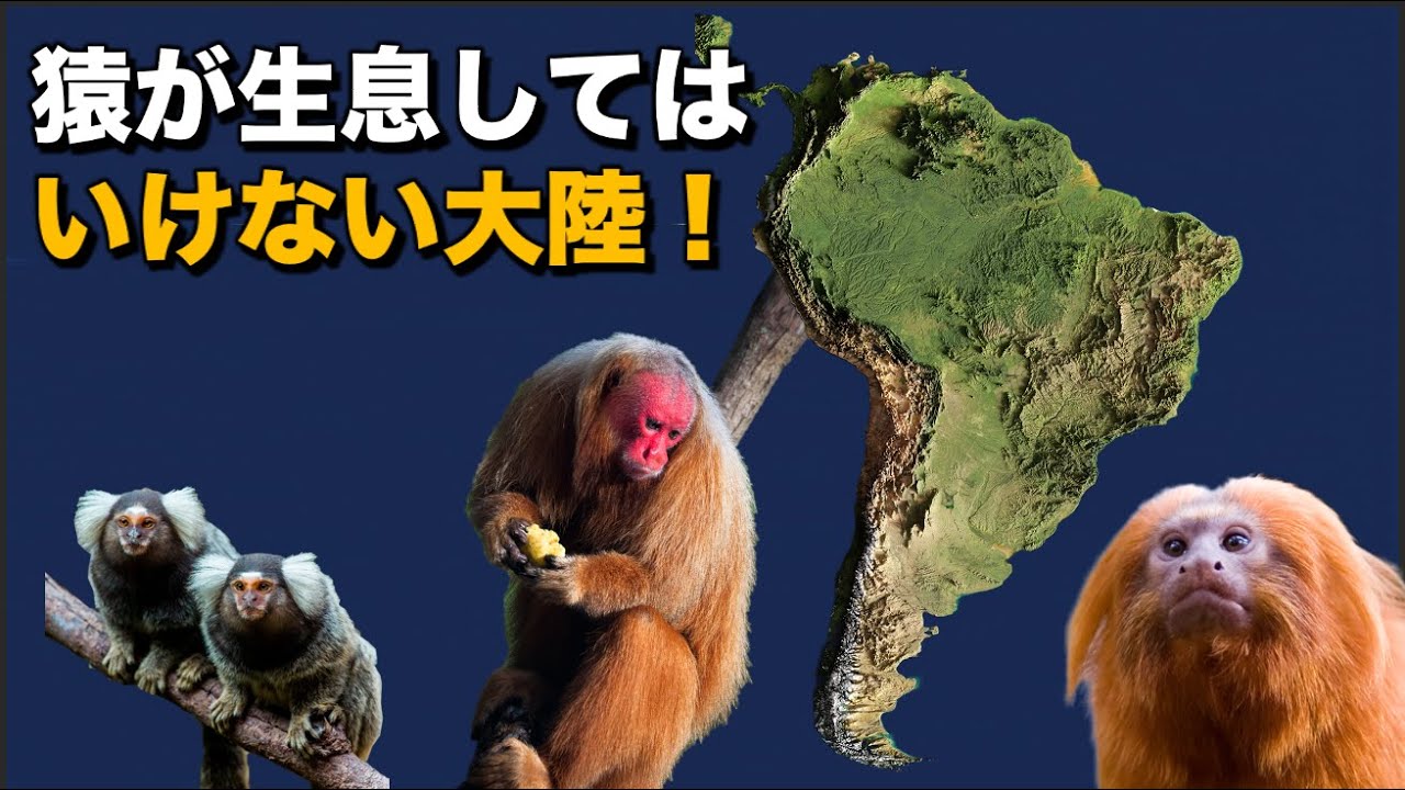 実は南米に猿が生息しているのは、おかしい！｜なぜアメリカには在来種の猿がいないのか？