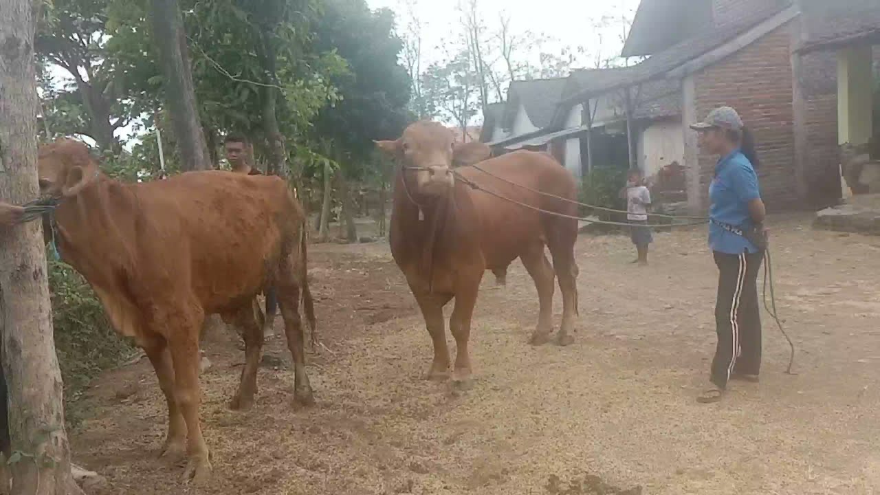 cavalo cruzando,Wpuszczenie klaczy do stada, Filonia | krycie koni zimnokrwistych sok&oacute;lskish