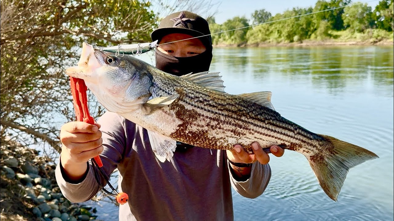 The Hottest Striper Fishing Spot in Sacramento!! #sacramentoriver #fishing #stripedbass