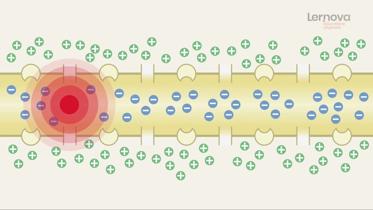 Impulsgeleiding binnen het neuron - Lernova biologie